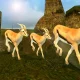 Sniper Shooter Animal Hunter 3d