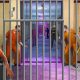 Jail Break : Prison Escape Plan 64 Bit Source Code
